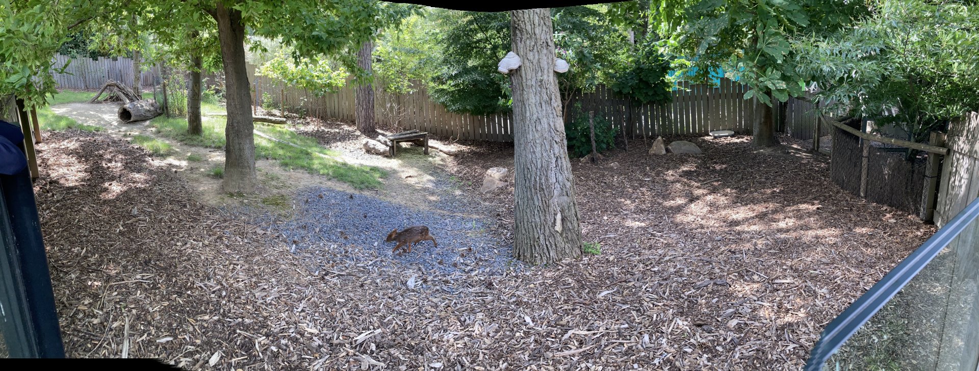 Southern pudu exhibit