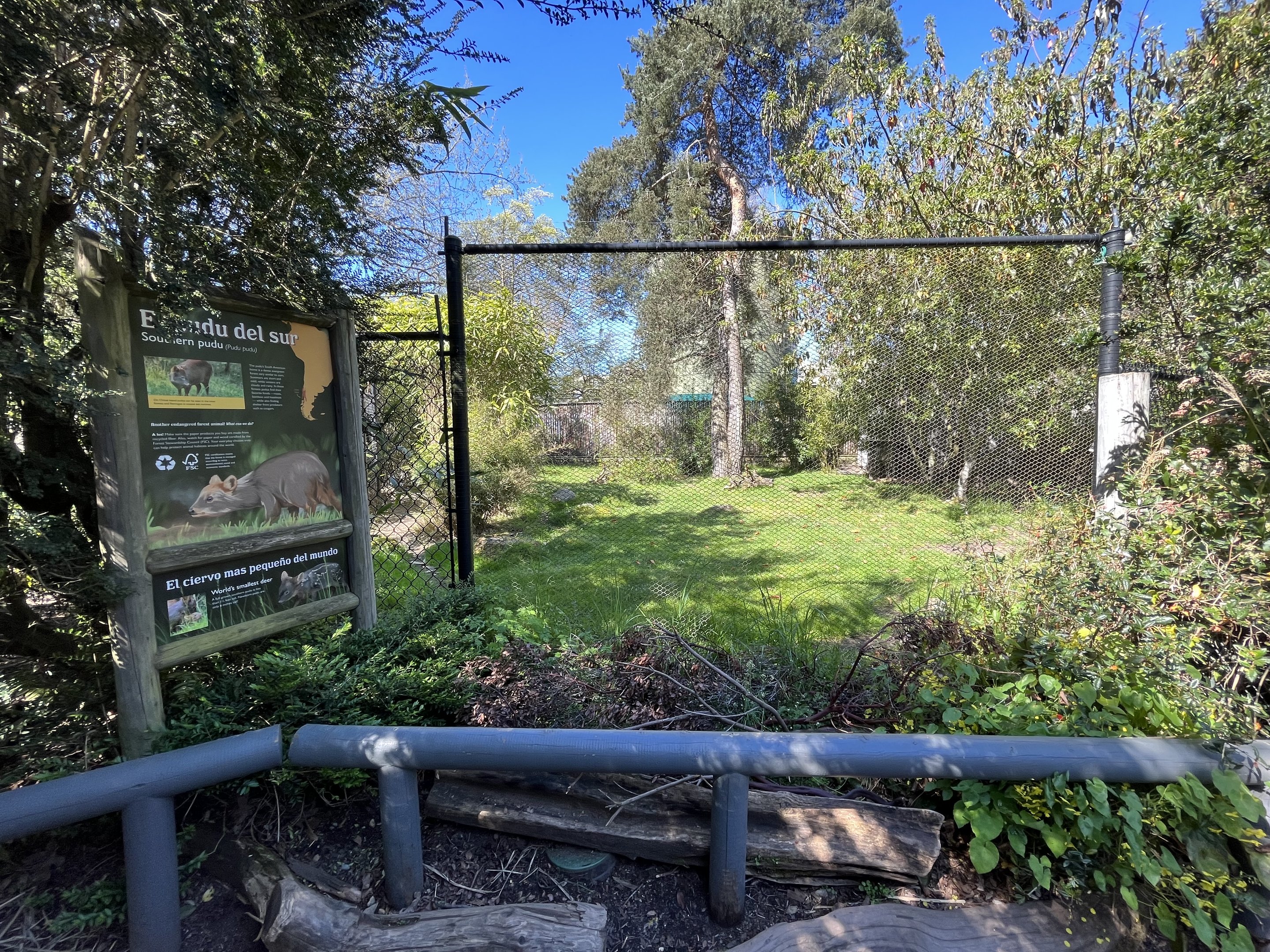 Southern Pudu Exhibit