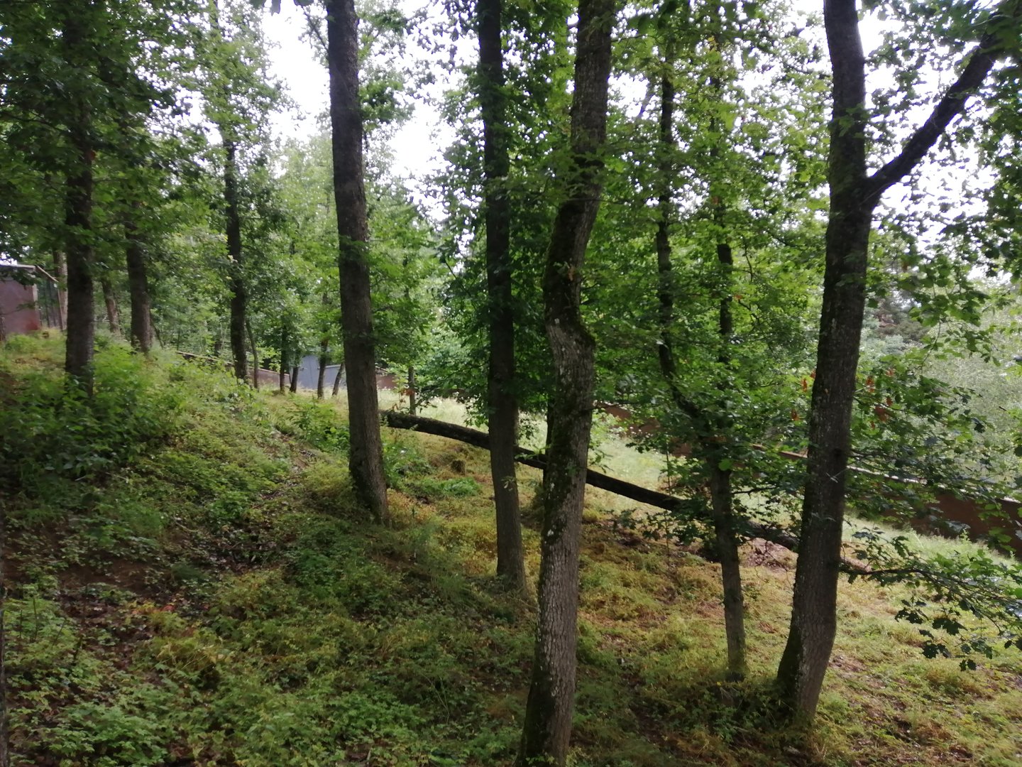 Southern pudu exhibit