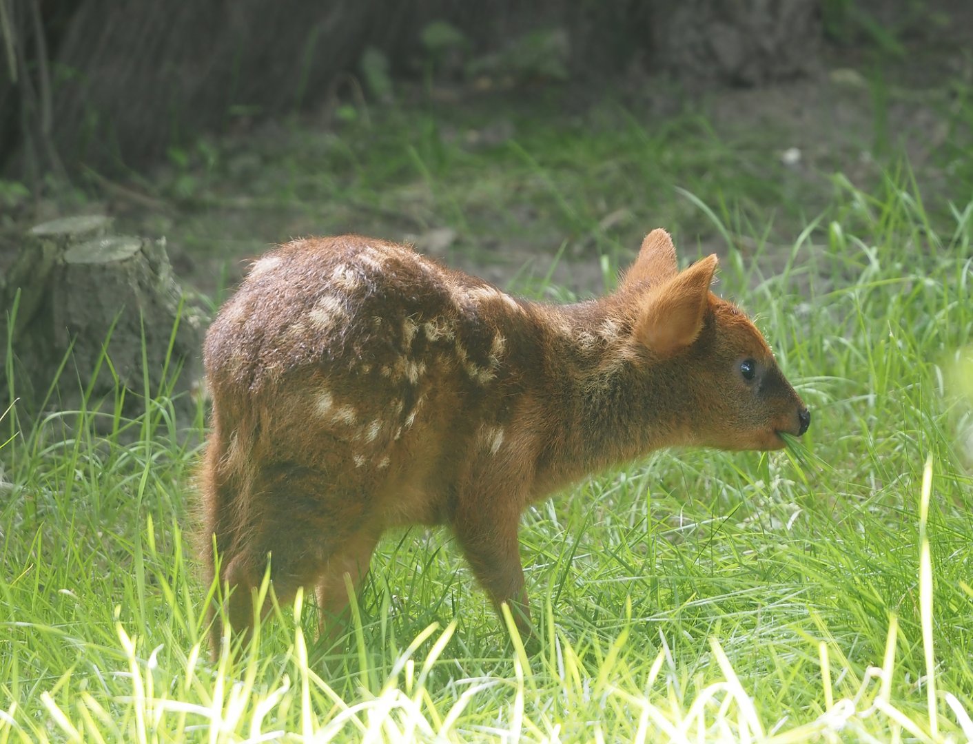 Southern pudu fawn (Pudu puda), 2024-06-30