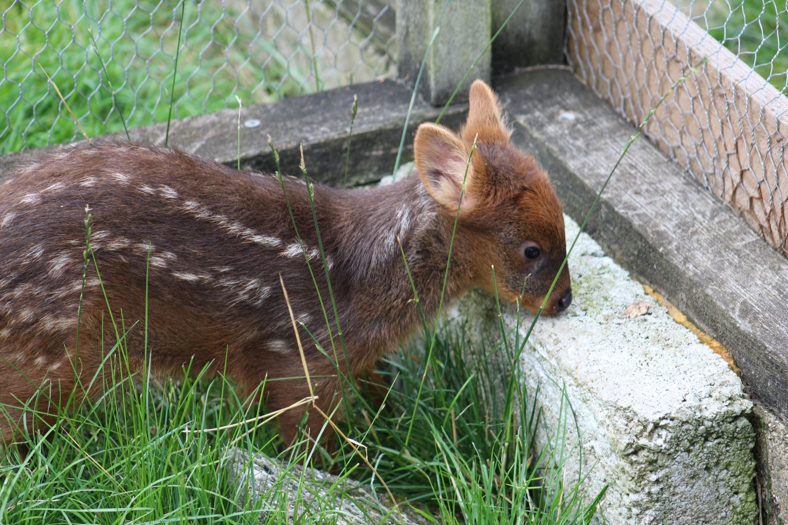 Southern Pudú Fawn