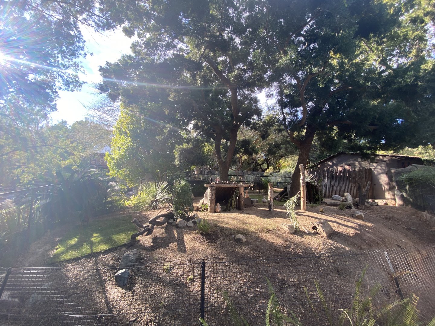 Southern Pudu Habitat