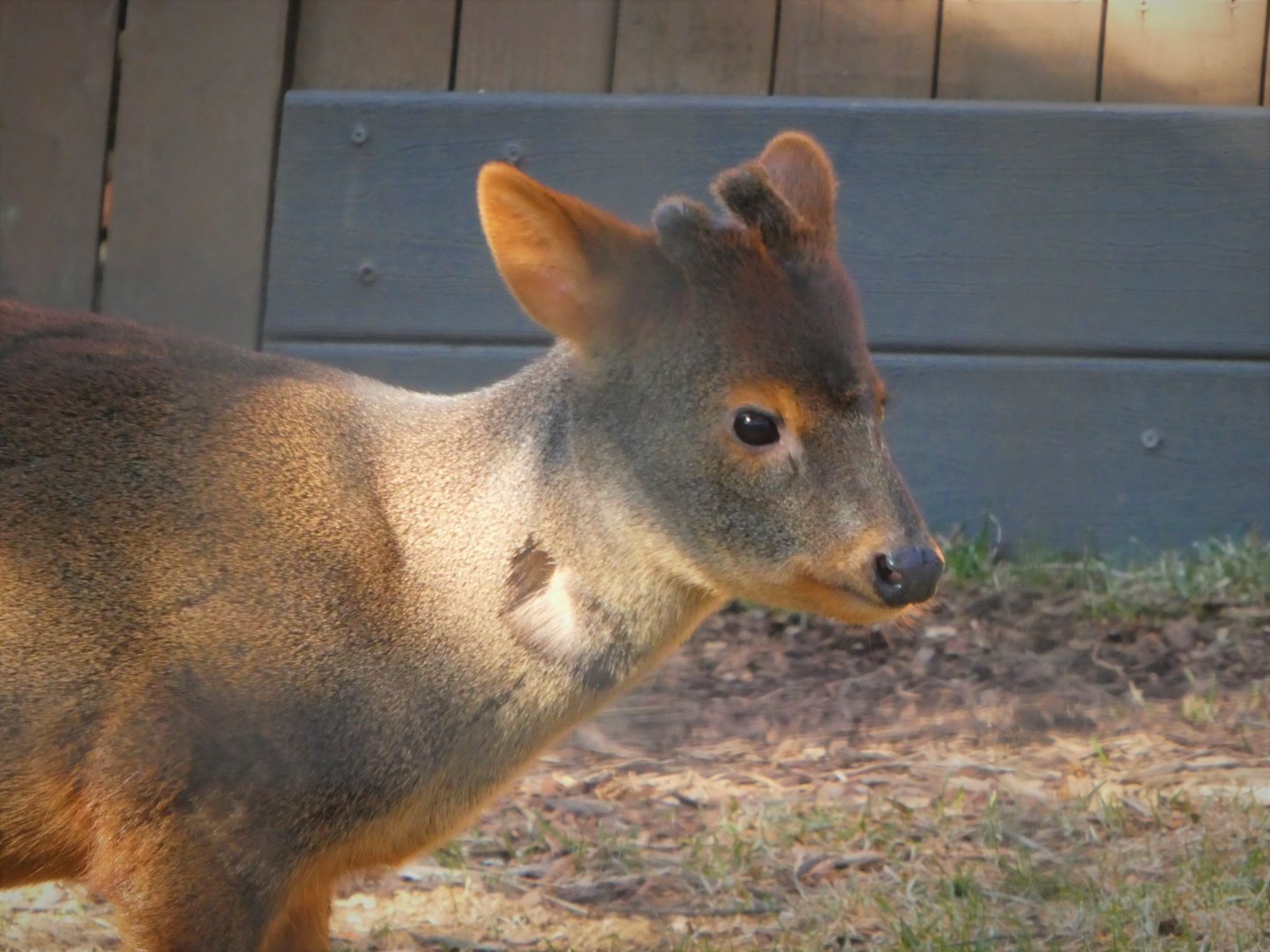 Southern Pudu - Haechan