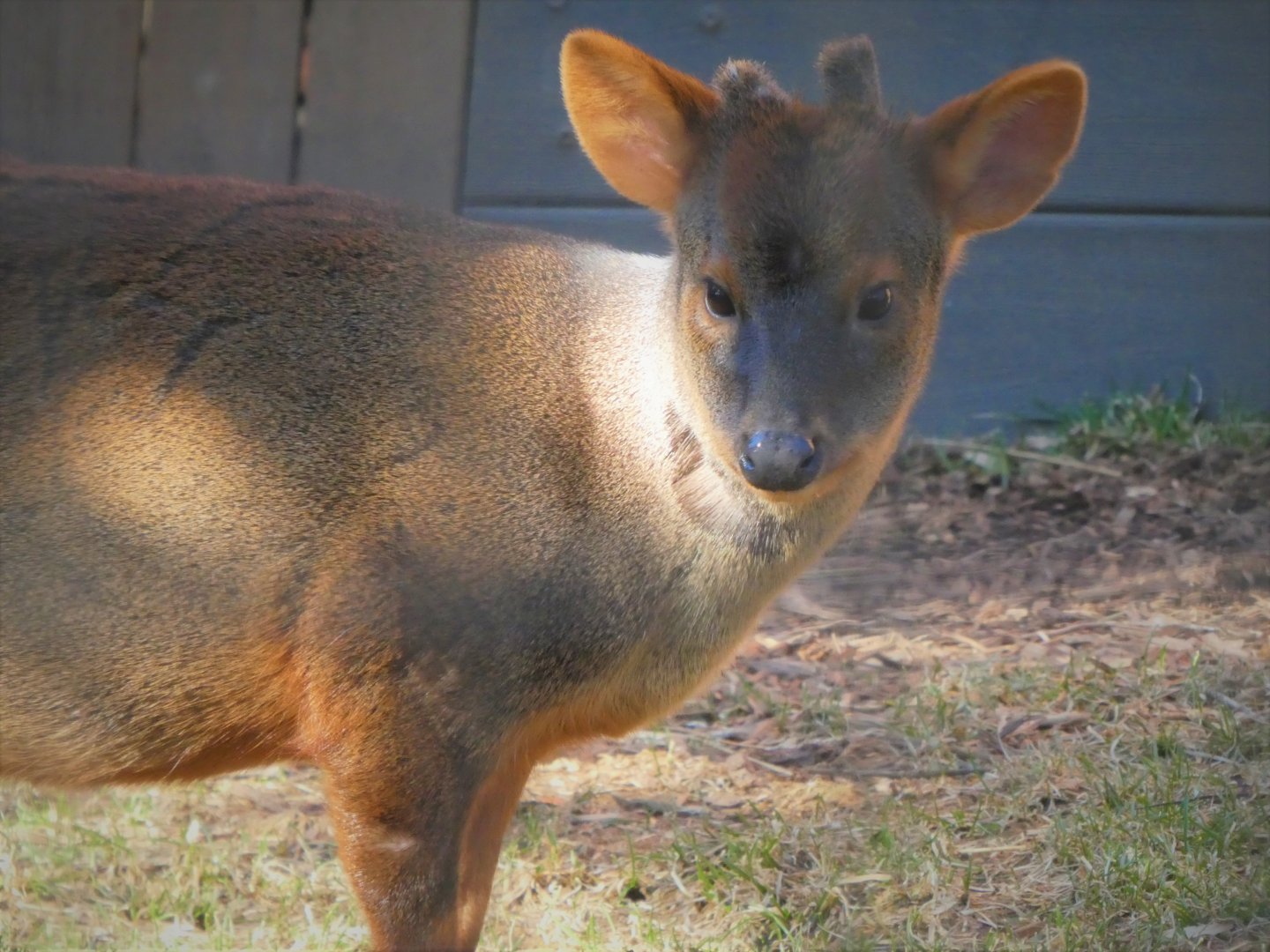 Southern Pudu - Haechan