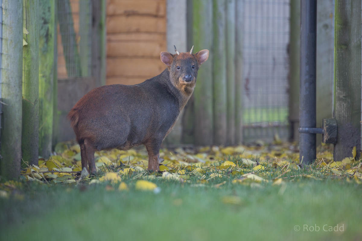 Southern pudu : Hamerton : 01 Nov 2015
