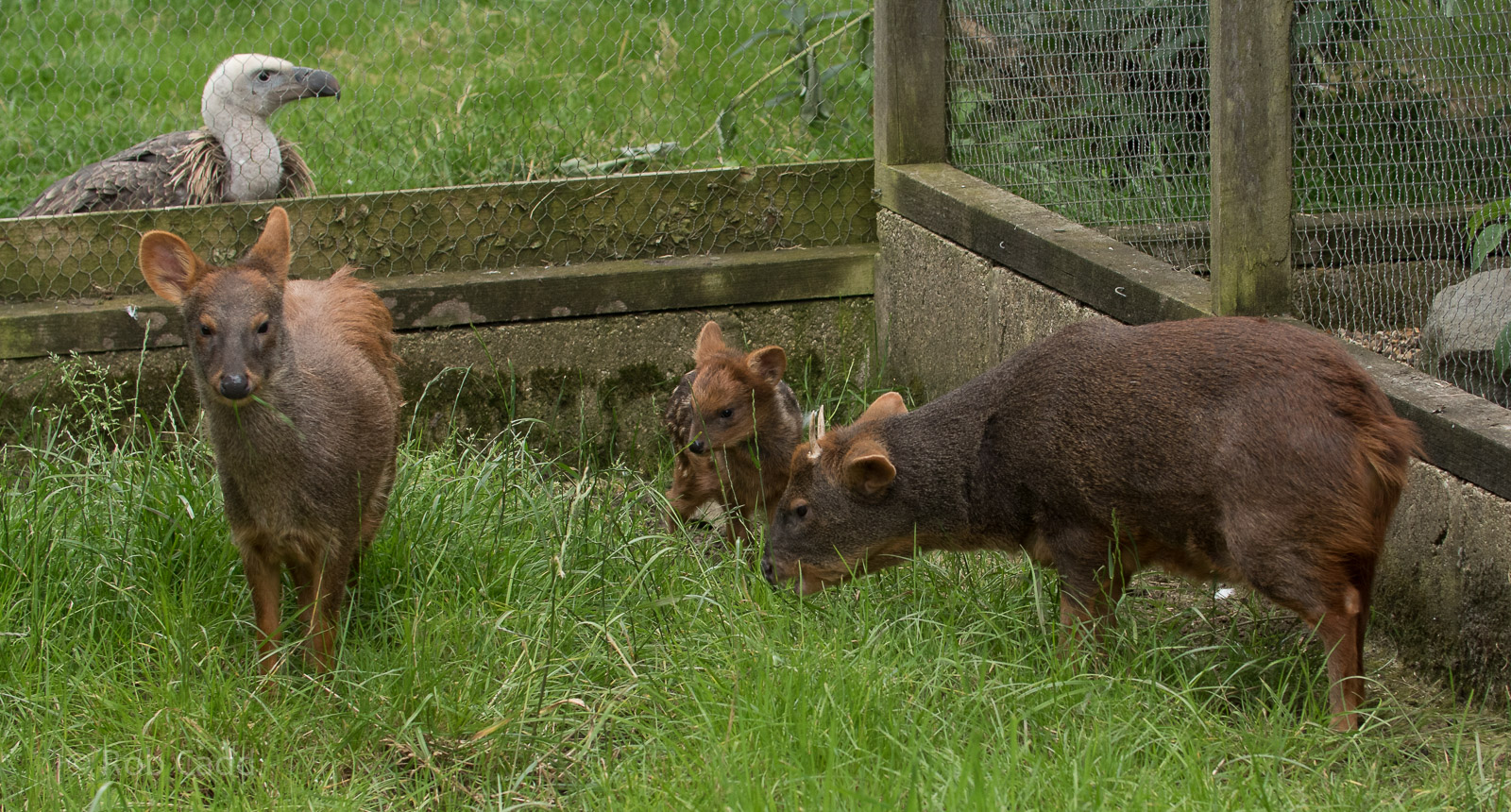 Southern pudu : Hamerton : 03 Jul 2016
