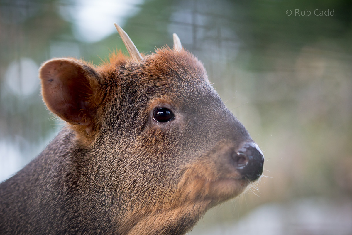 Southern pudú : Hamerton : 13 Nov 2016