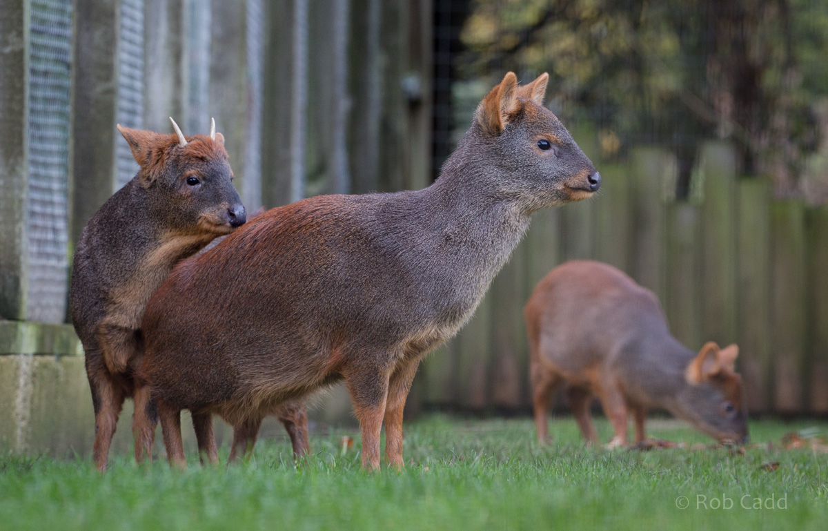Southern pudú : Hamerton : 13 Nov 2016
