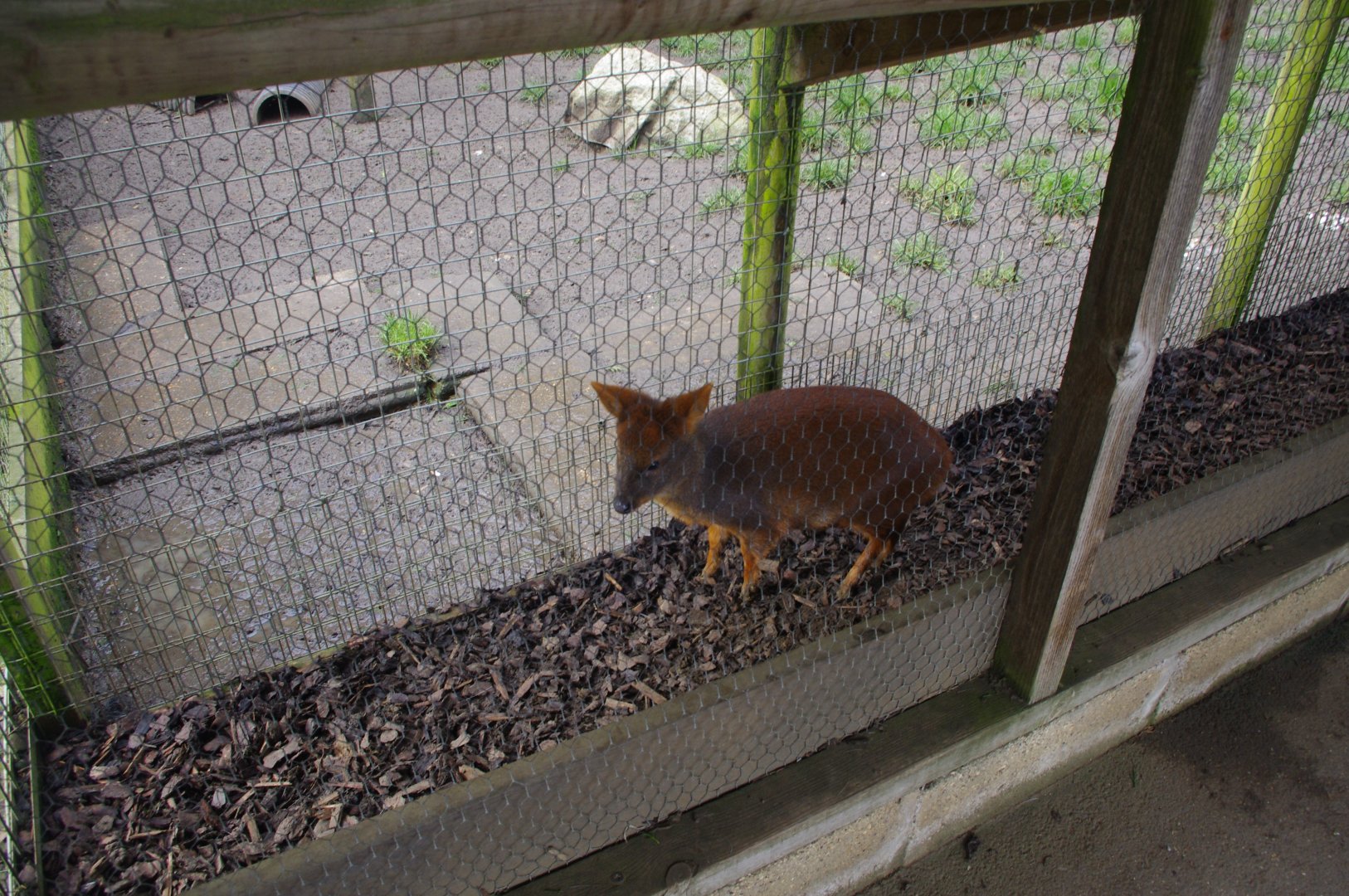 Southern Pudu- Hamerton Zoo Park 6/3/2022