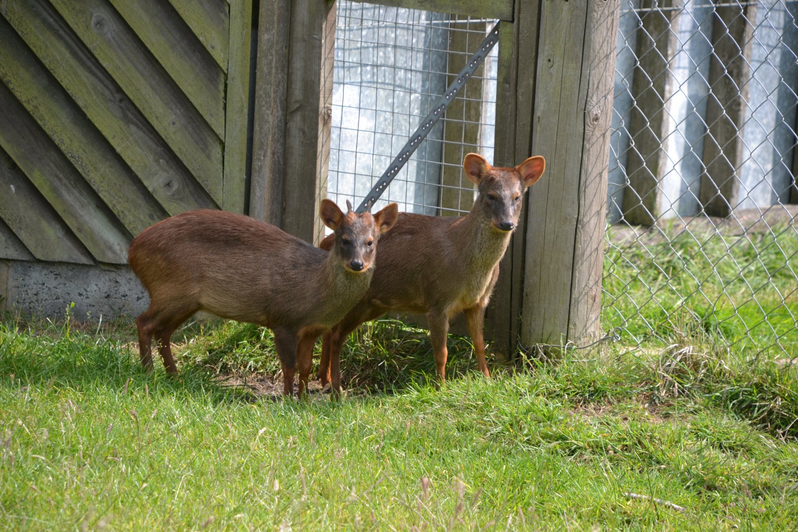 Southern pudu pair
