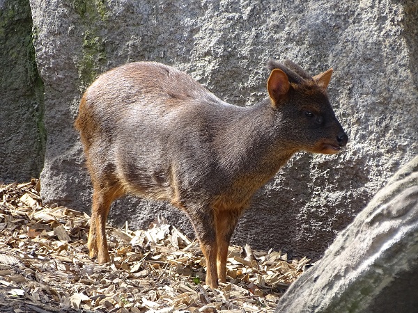 Southern pudu (Pudu puda) (04/2022)