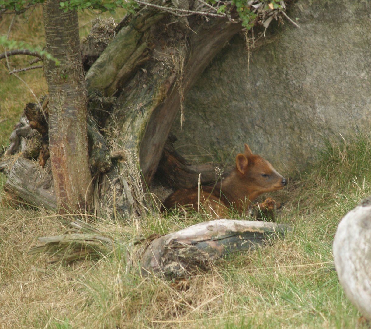 Southern pudu (Pudu puda), 2006-07-08