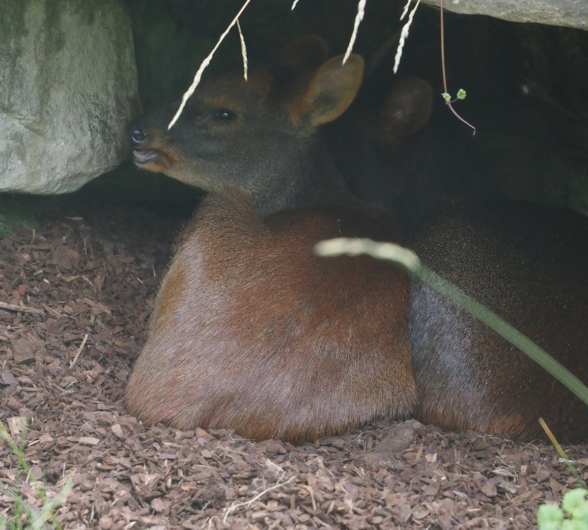 Southern pudu (Pudu puda), 2024-06-30