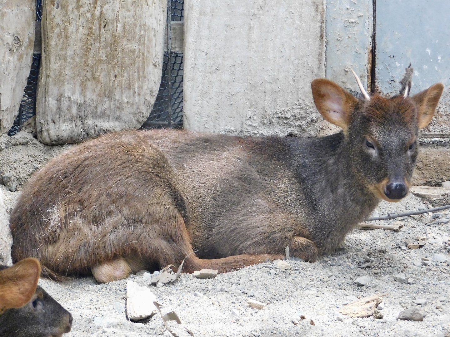 Southern pudu (Pudu puda) August 4, 2025