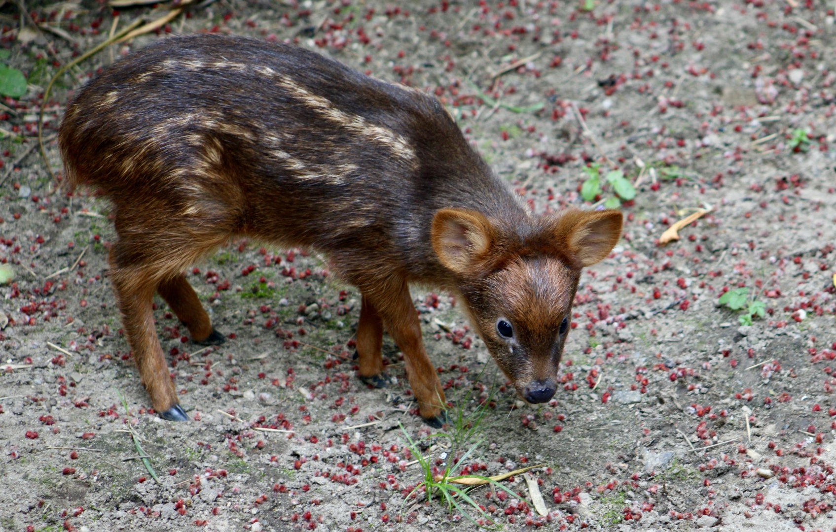 Southern Pudu (Pudu puda) fawn