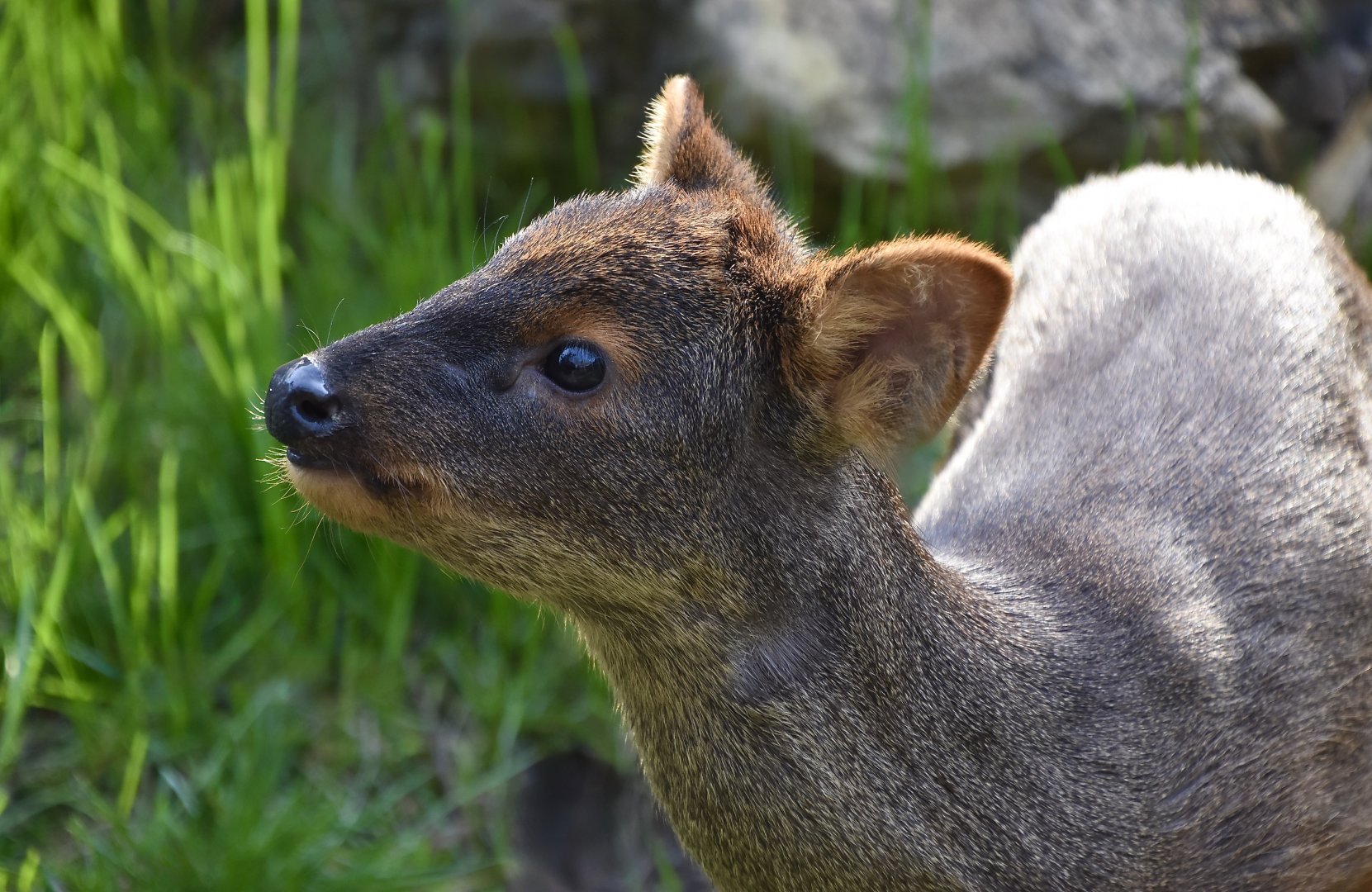 Southern Pudu (Pudu puda) female