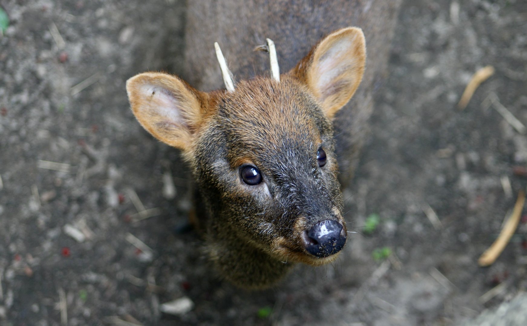 Southern Pudu (Pudu puda) male