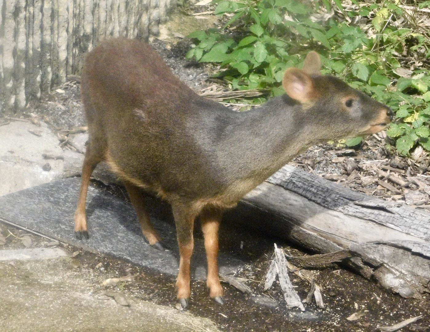 Southern Pudu (Pudu puda) November 1, 2025