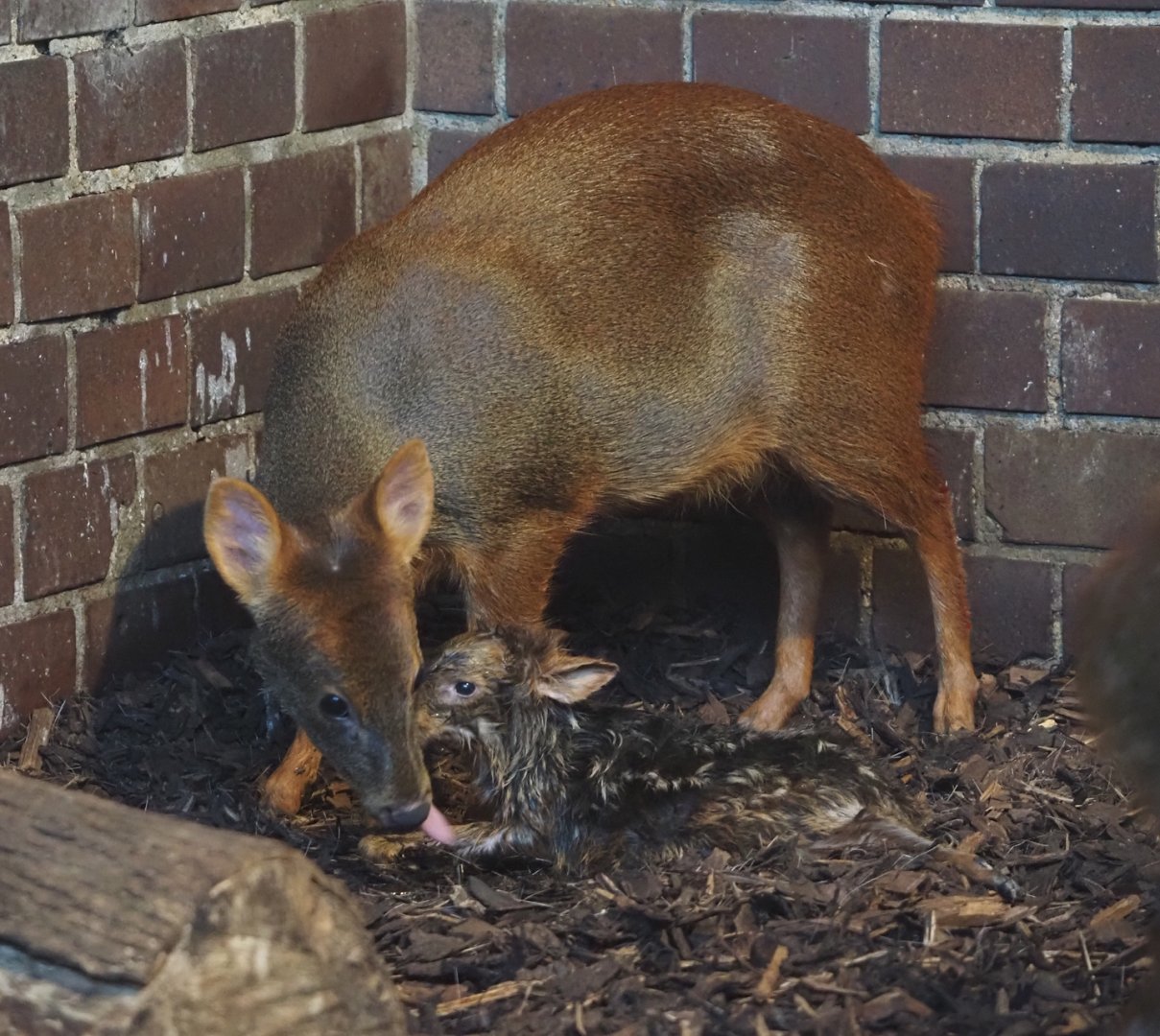 Southern pudu (Pudu puda) with newborn fawn, 2025-05-30