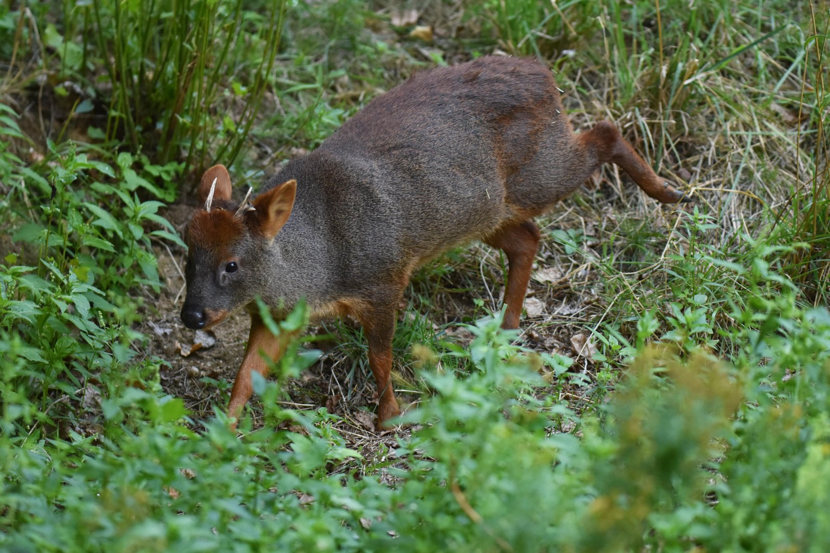 Southern pudu (Pudu puda)