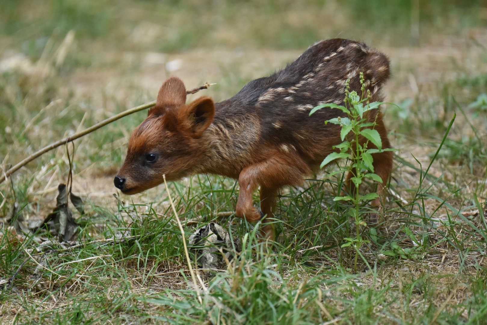 Southern pudu (Pudu puda)