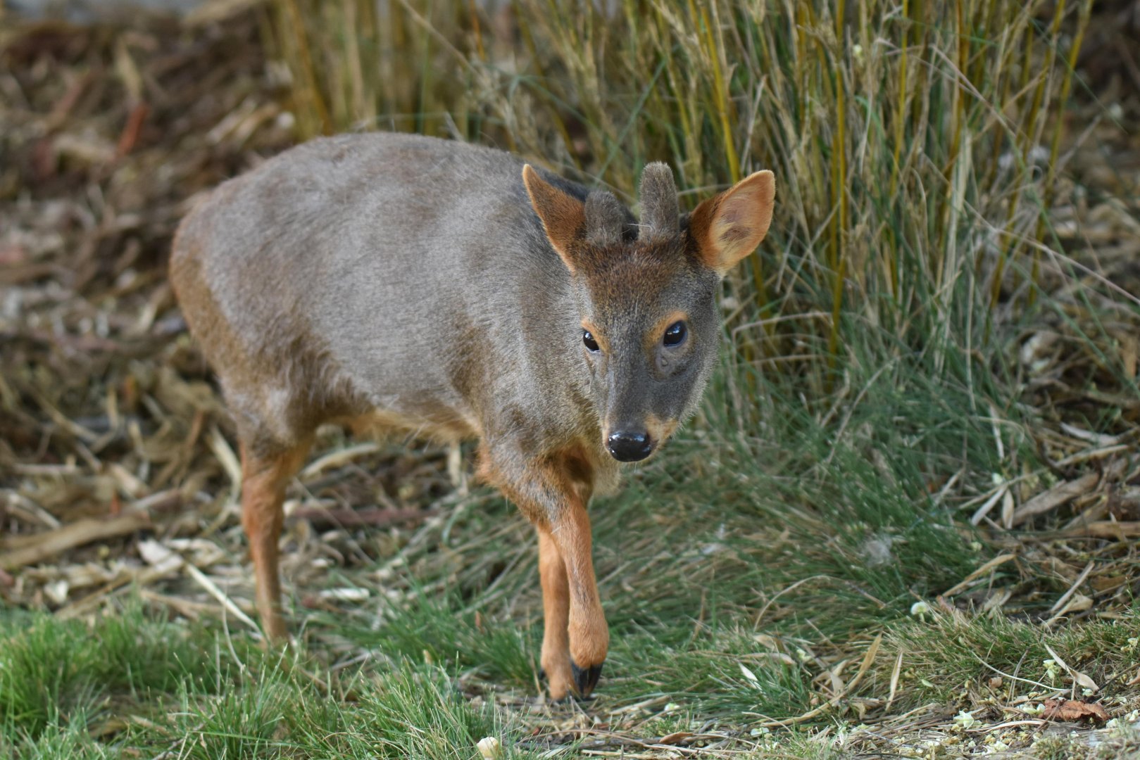 Southern pudu (Pudu puda)