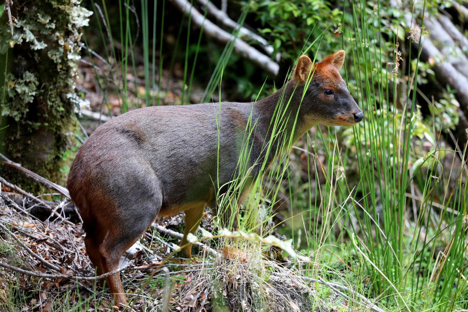southern pudu (Pudu puda)