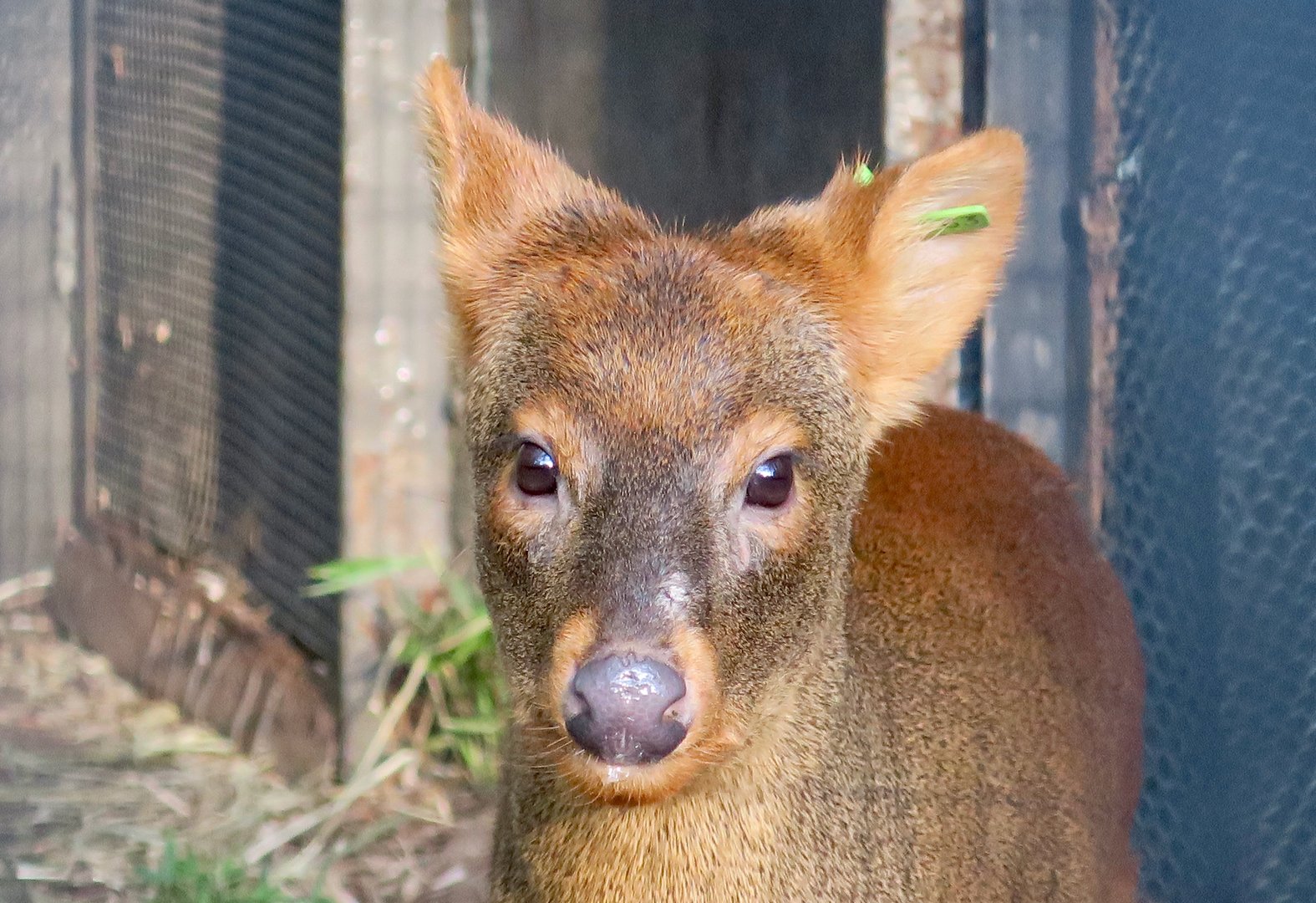 Southern Pudu (Pudu puda)