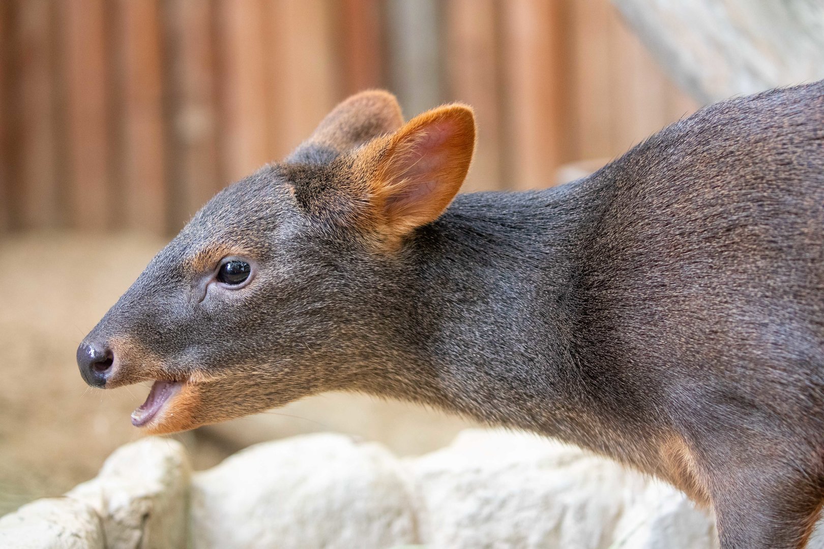 southern pudu (Pudu puda）