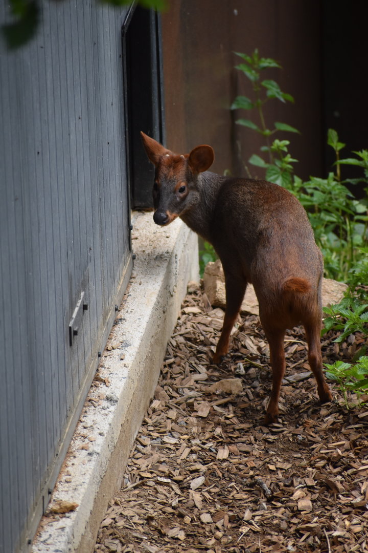 Southern pudu - Pudu puda