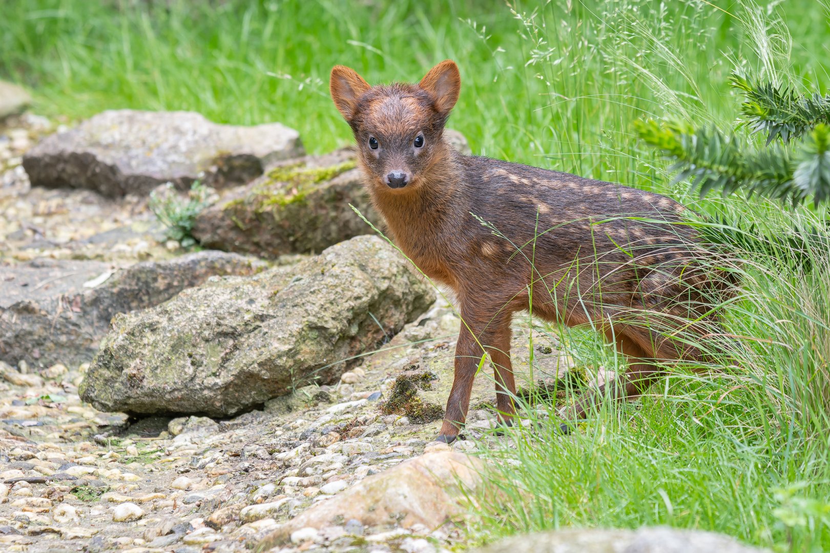 Southern pudu (Pudu puda)