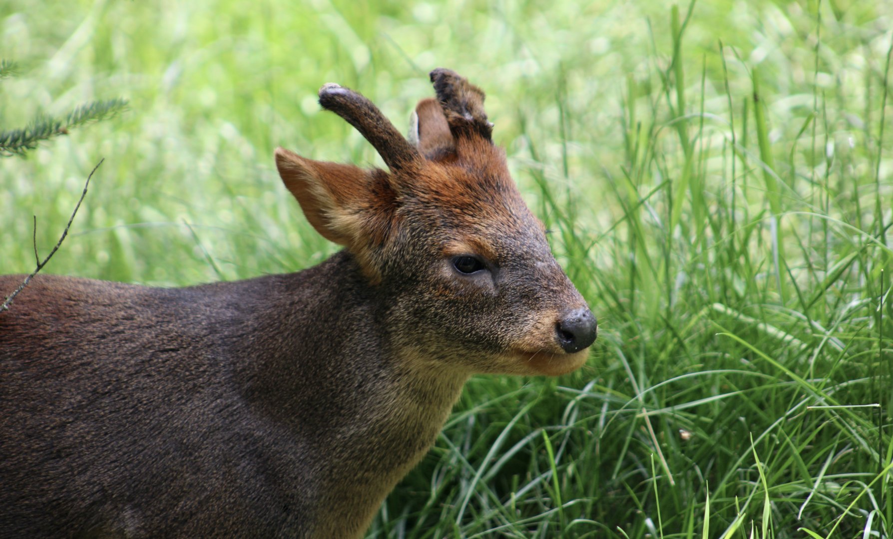 Southern Pudu (Pudu puda)