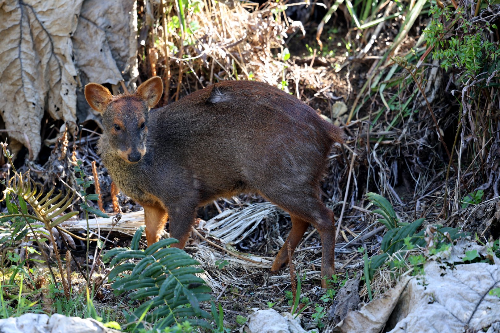 southern pudu (Pudu puda)