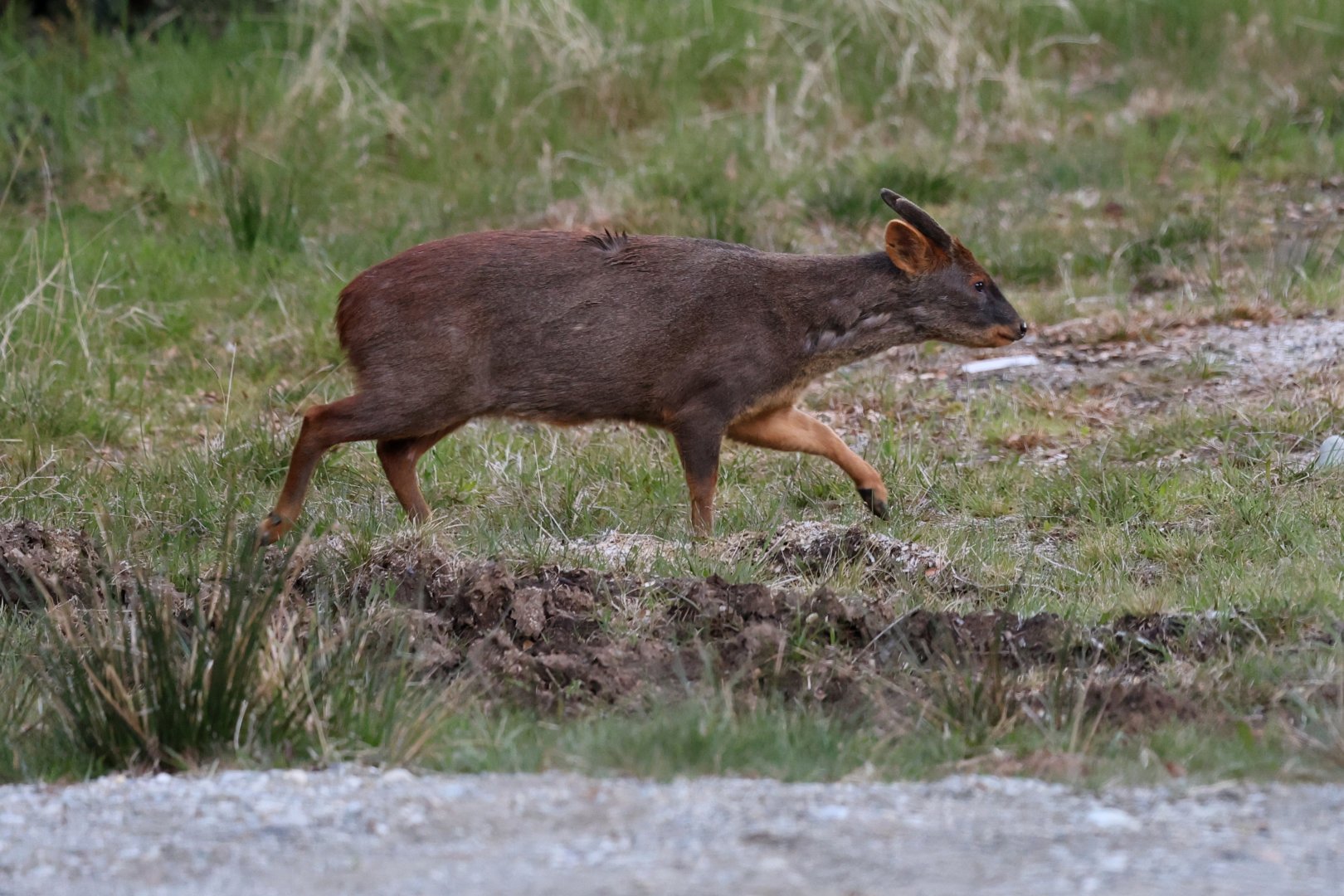 southern pudu (Pudu puda)
