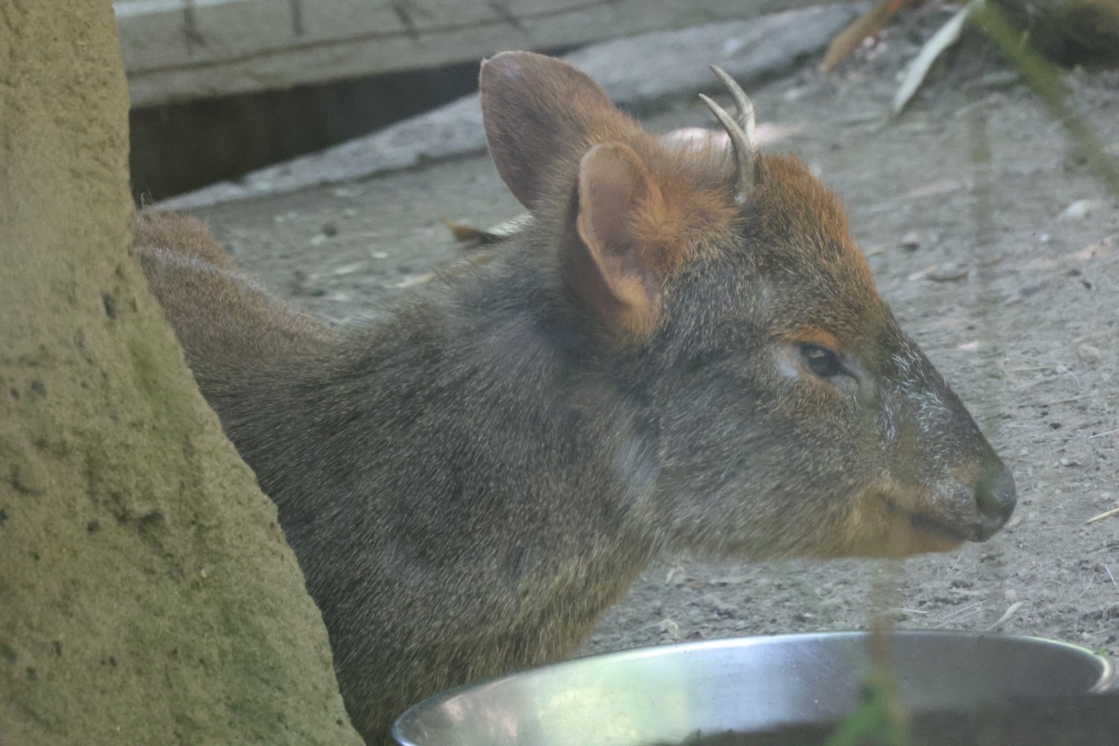 Southern pudu (Pudu puda)
