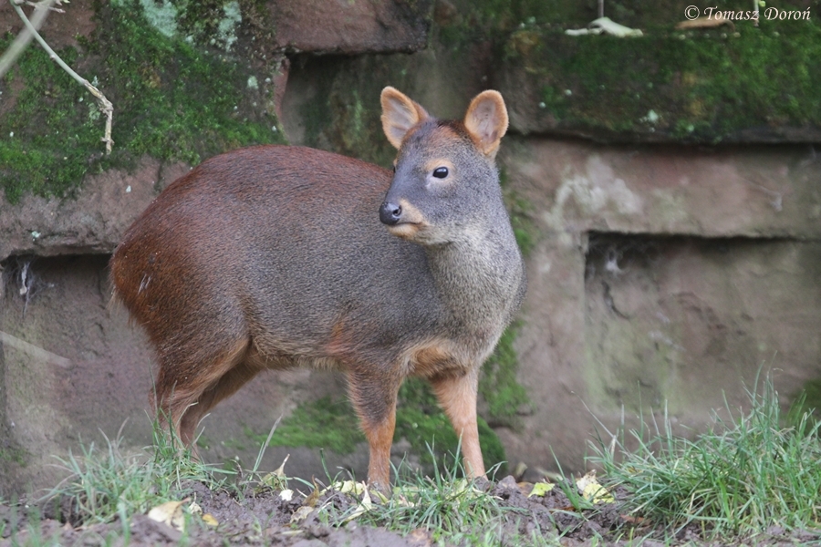 Southern pudu (Pudu pudu)