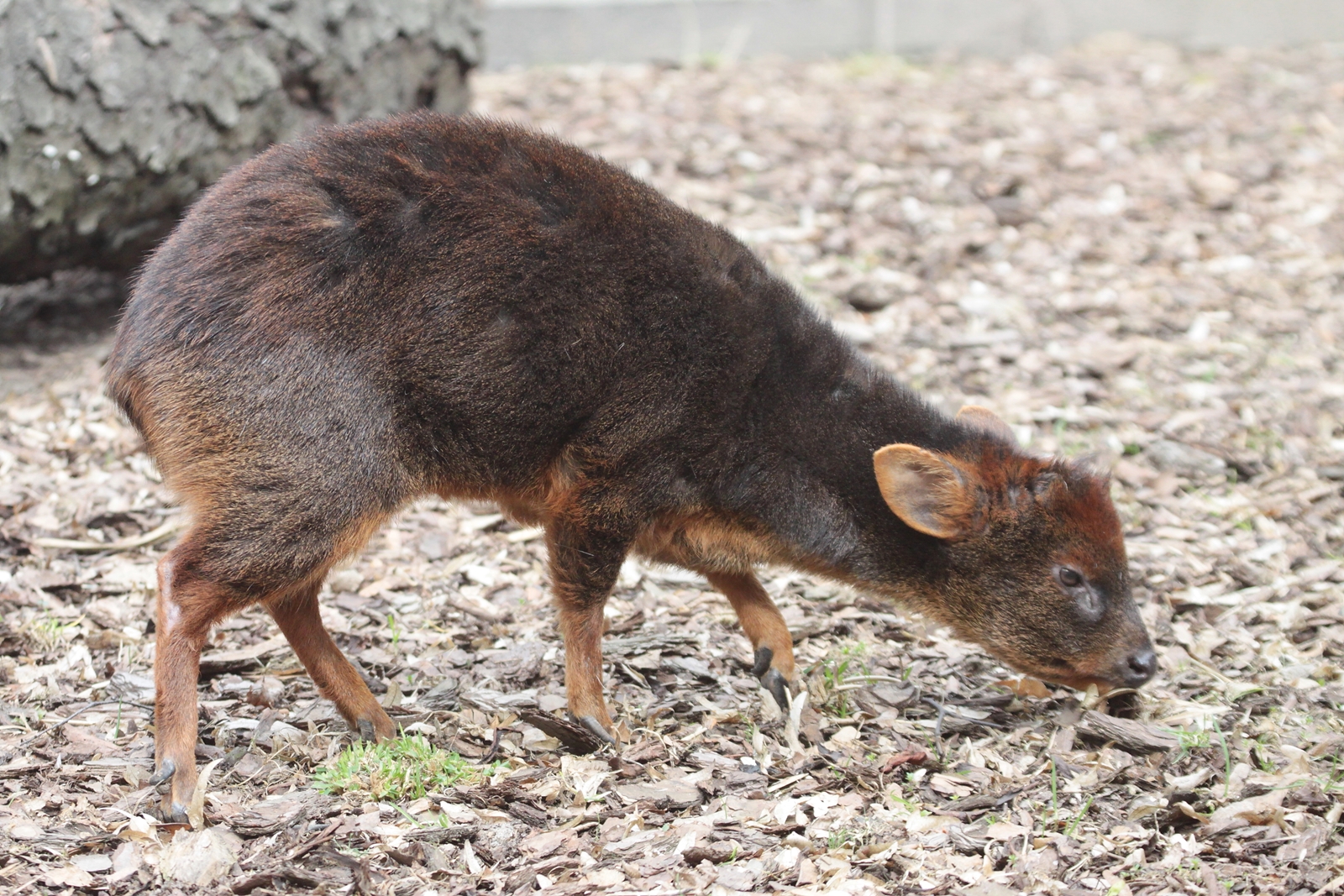 Southern Pudu (Pudu pudu)