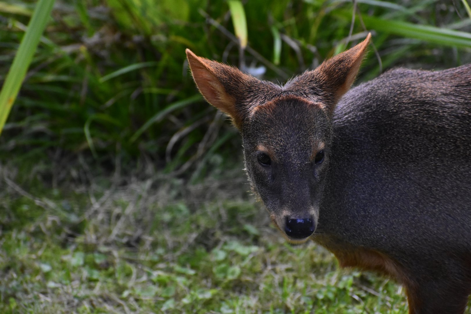 Southern Pudu (Pudu pudu)