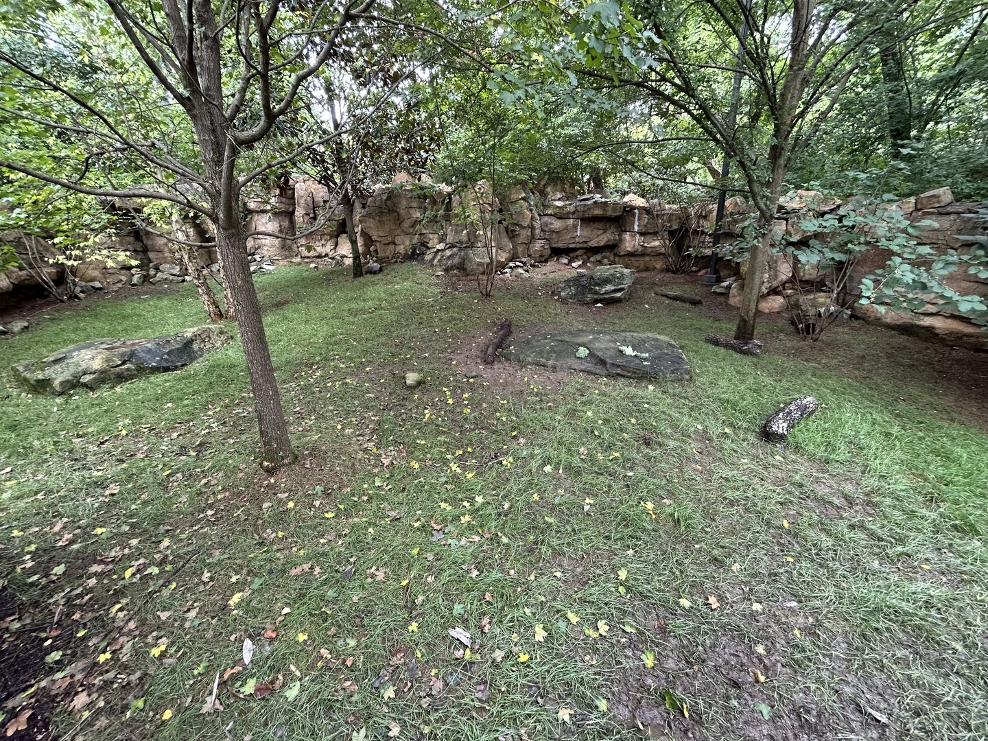 Southern Pudu & Red-footed Tortoise Exhibit