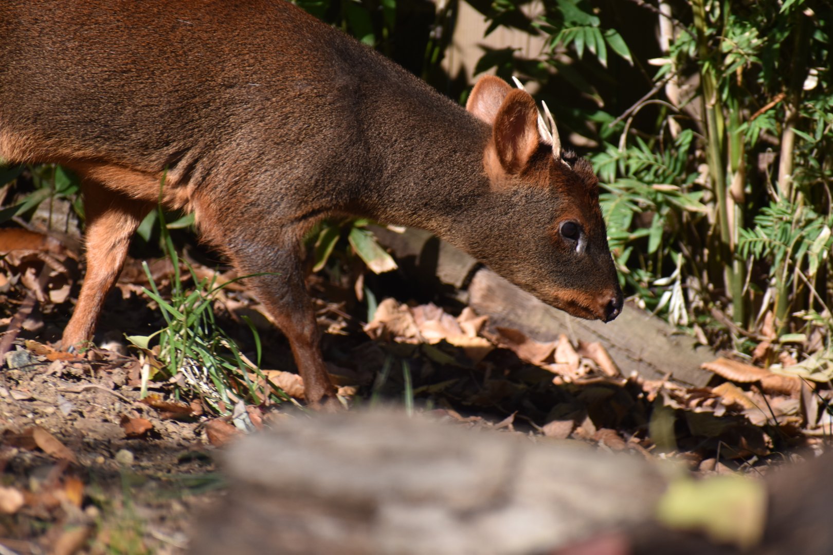 Southern Pudu ~ Saitama Children's Zoo