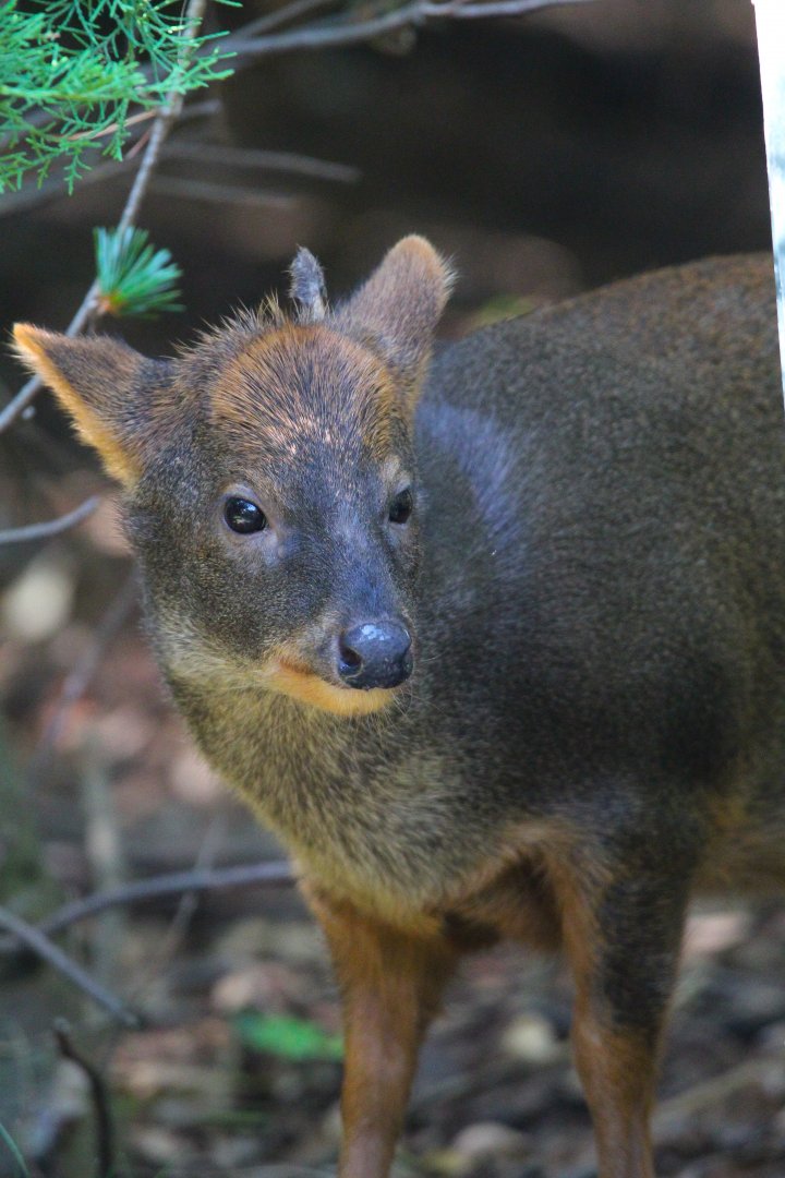 Southern Pudu- September 2024