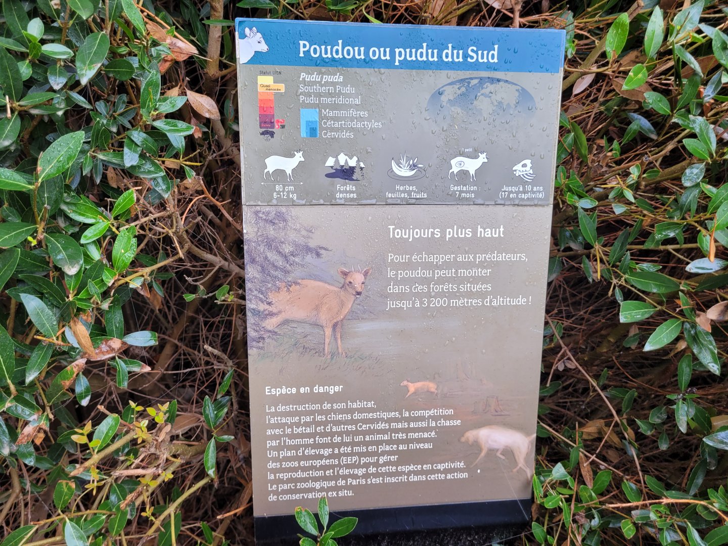 Southern pudu sign -Parc Zoologique de Paris (2022)