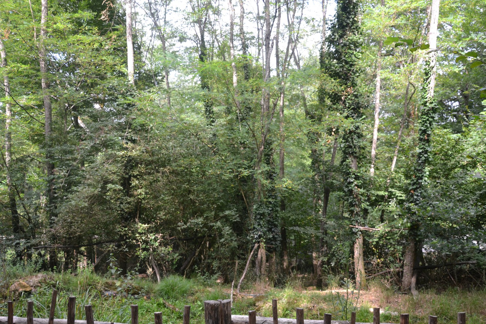 Southern Pudu & Squirrel monkey enclosure