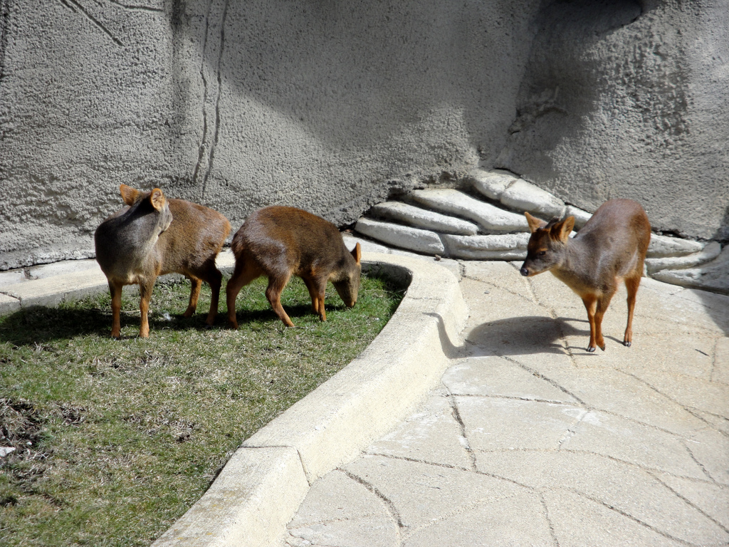 Southern Pudu