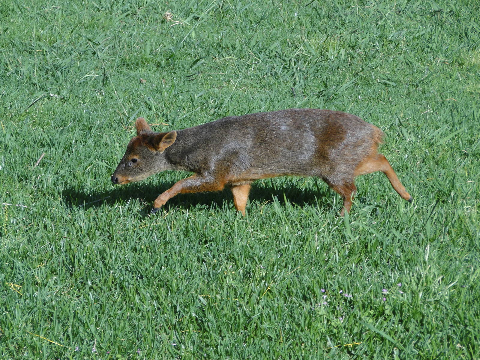 Southern Pudu