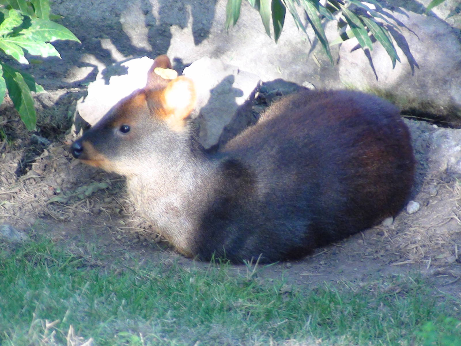 Southern Pudu