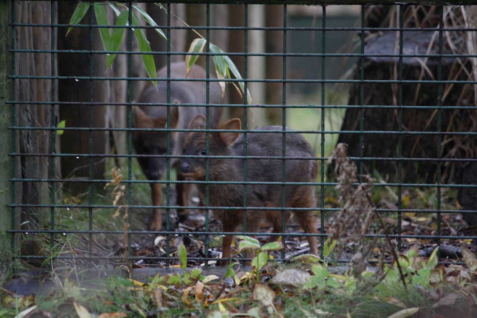 Southern pudu
