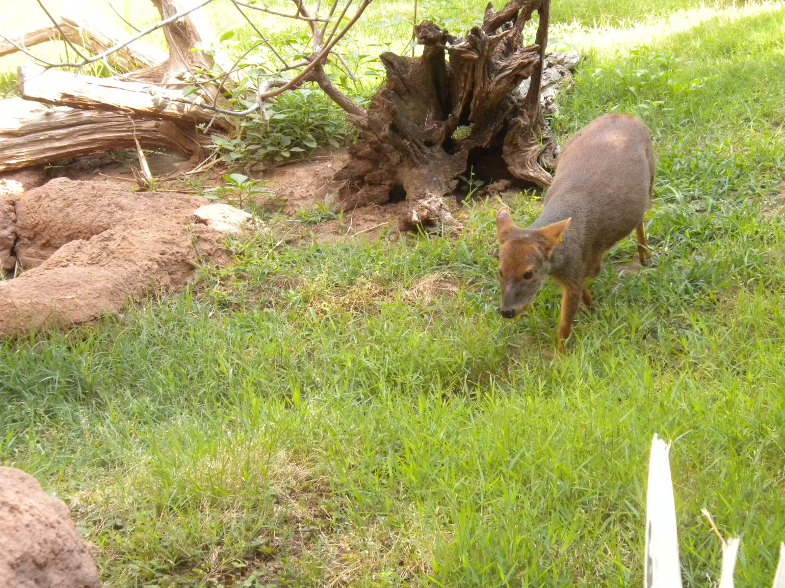 Southern Pudu