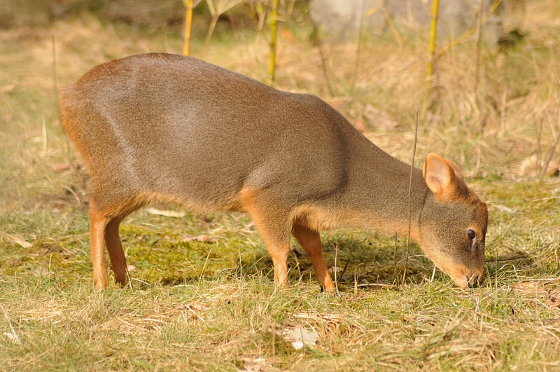 Southern pudu