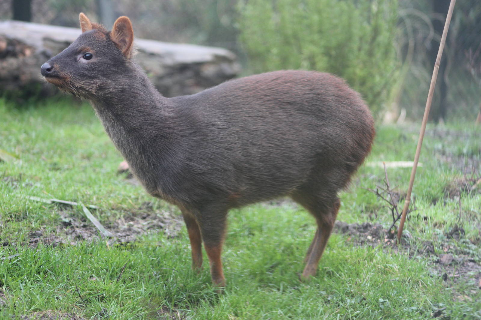 Southern pudu